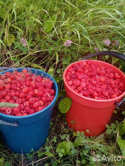 Ягода малина