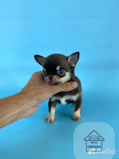 Эксклюзивный супер мини мальчик