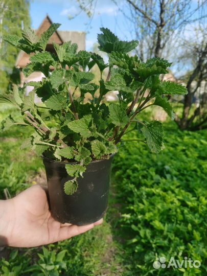 Мелисса трава