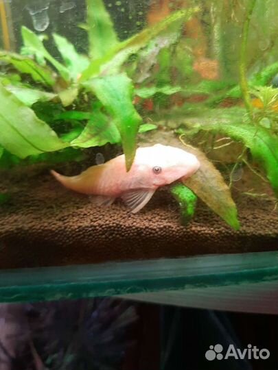 Номерной сом L-144 Snow White