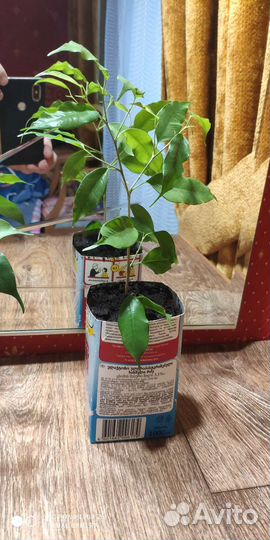 Фикус Даниэль