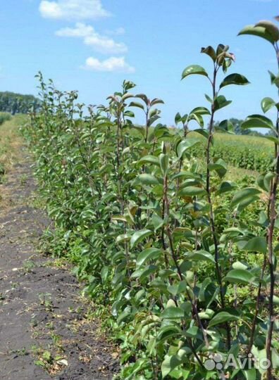 Саженцы плодовых деревьев
