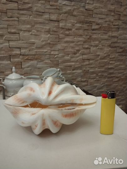 Ракушка 2 створки, большая, морская