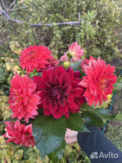 Георгины клубни