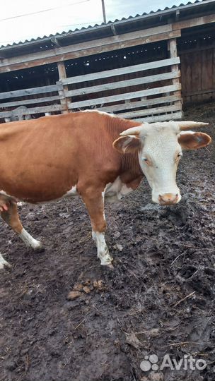 Коровы подсосные