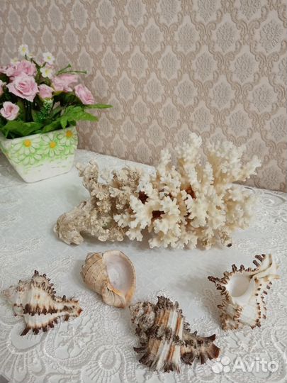 Морской коралл