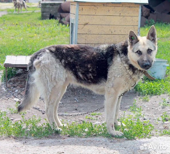 Крупный пёс