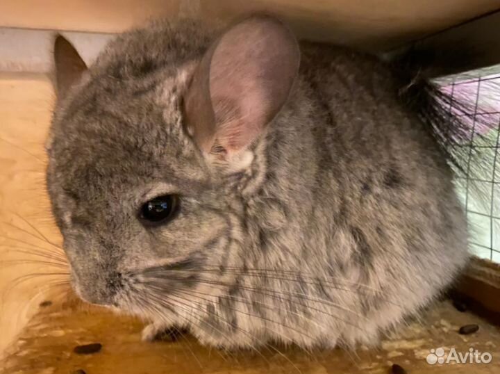 Шиншилла кпа