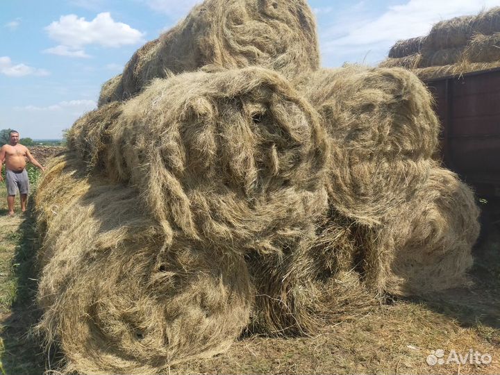 Продам сено в рулонах