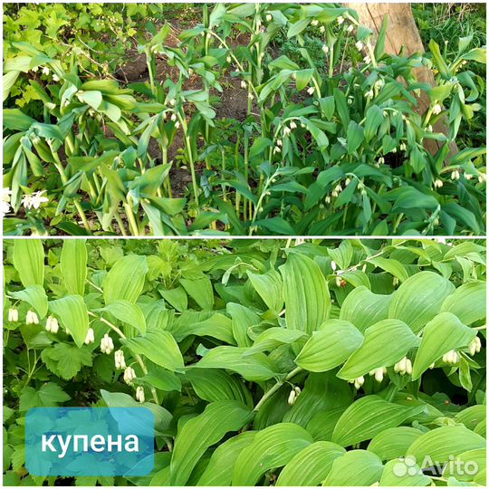 Многолетние садовые цветы разные