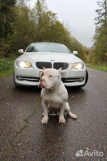 Американский булли XL кобель вязка