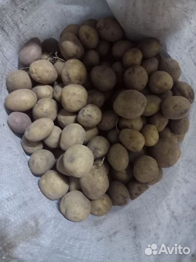 Картофель мелкий на корм скоту