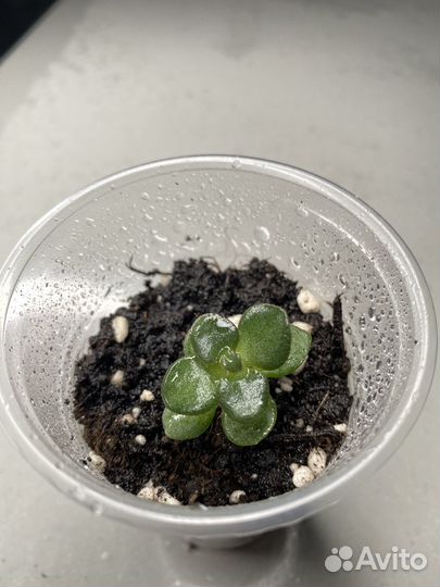 Денежное дерево или толстянка или крассула