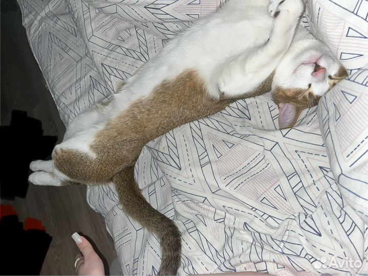 Кот абиссинец