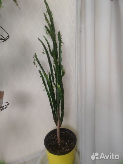 Молочай трехгранный