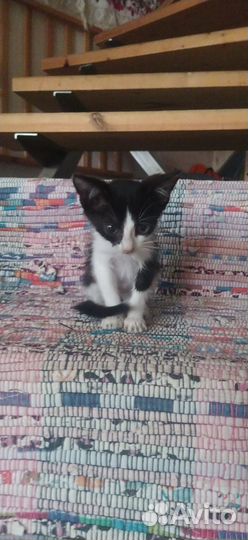 Котенок няшка