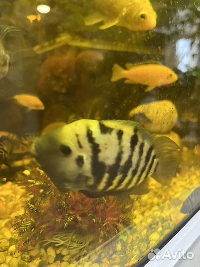 Рыба цихлида зебра