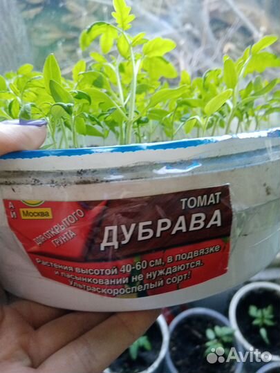 Рассада помидор