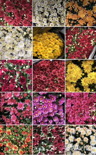 Мультифлора