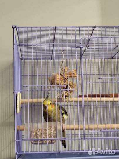 Попугай корелла девочка