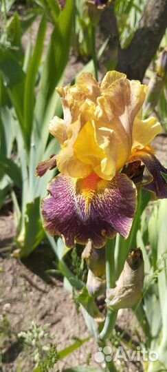 Ирисы бордюрные