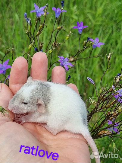 Крысята крысы дамбо малыши от ratlove