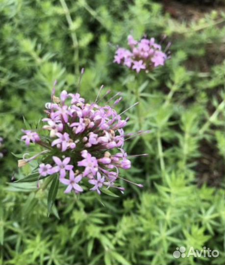 Многолетники