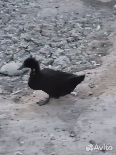 Утки хохлатые,башкирки, голубой фаворит