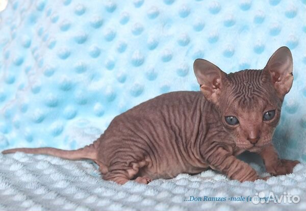 Мальчик из питомника