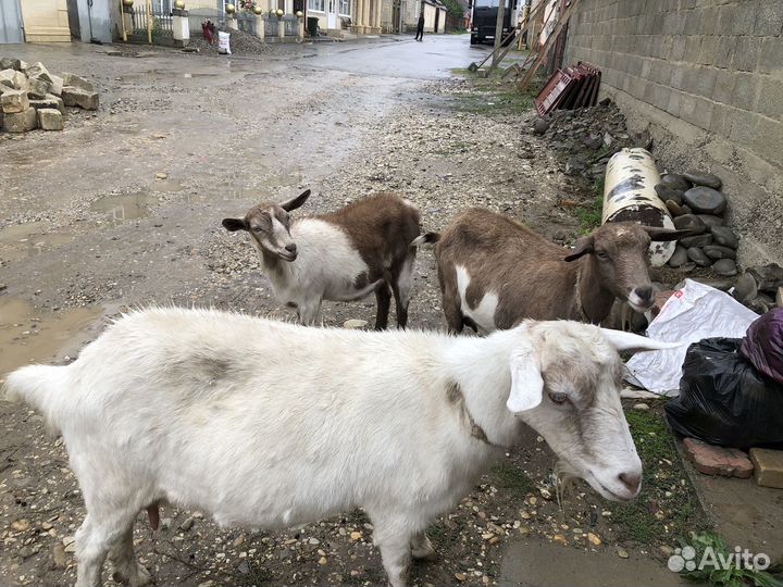 Дойные козы