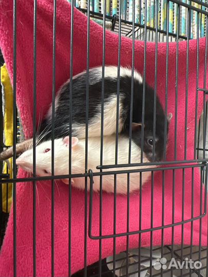 Крыски в добрые руки