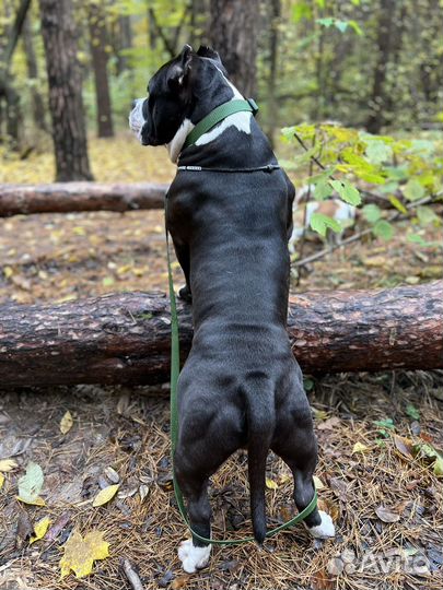 Американский булли вязка