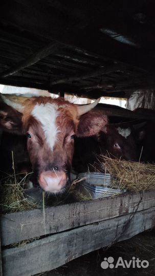 Быки на мясо