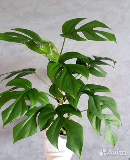 Рафидофора тетрасперма