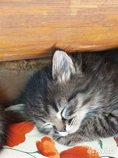 Котодети в добрые руки
