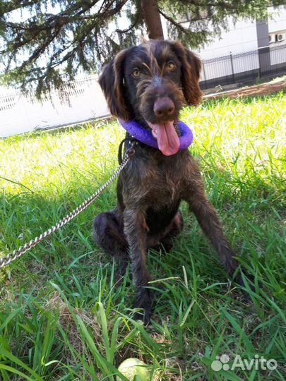 Собака, девочка