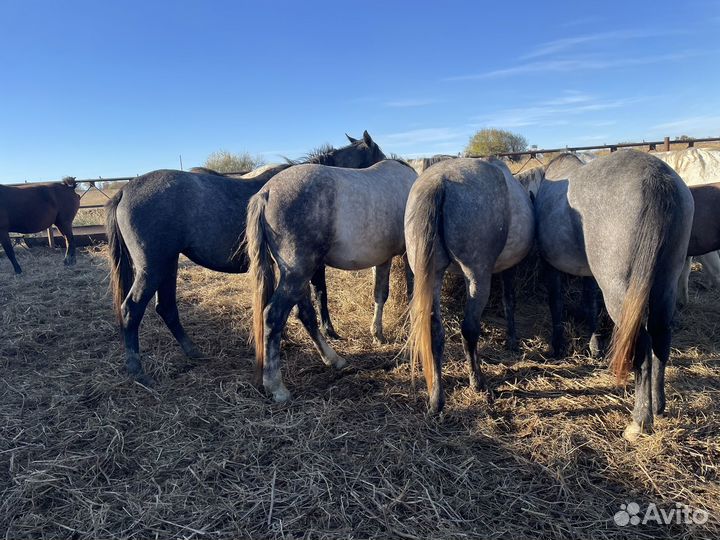 Лошадь лошади табун