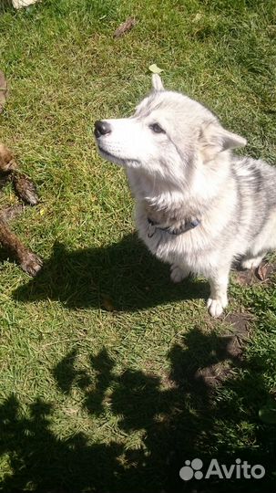 Снежный хаски в добрые руки