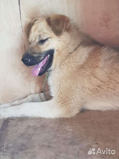 Маленькая собака в добрые руки