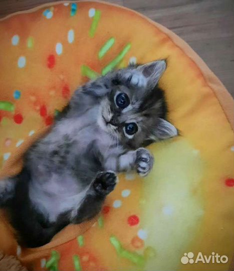 Котенок девочка