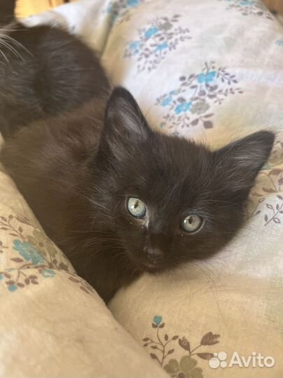 Кошка котенок черная
