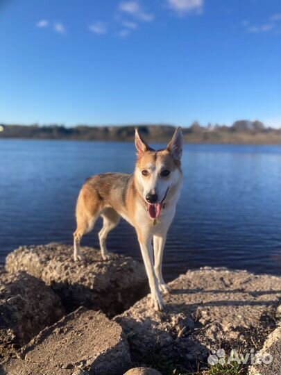 Выгул собак