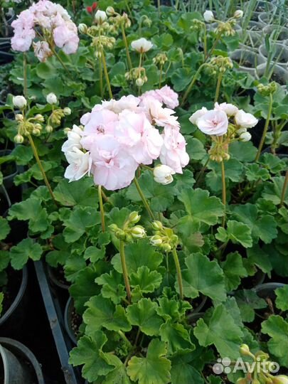 Пеларгония герань