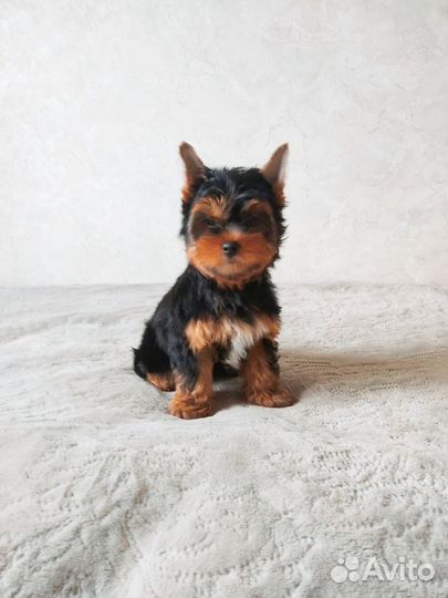 Йоркширский терьер щенки