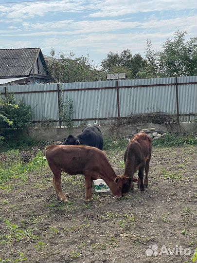 Бычок и телка