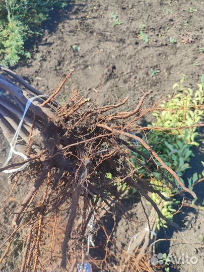 Саженцы груши оптом