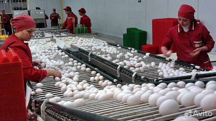 Работа вахтой на производстве птицефабрики Пермь
