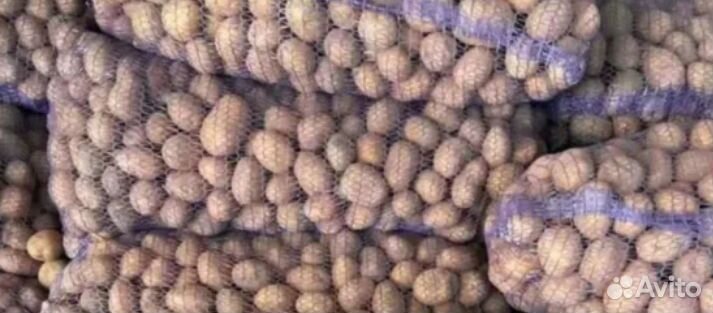 Картофель мелкий на корм скоту