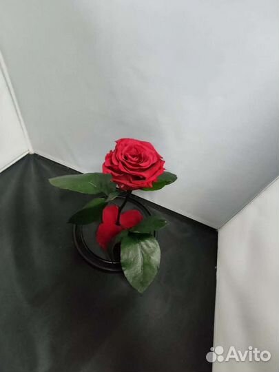 Роза в колбе оптом