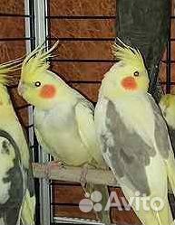 Попугаи карелла